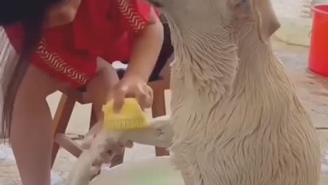 I wish my dog enjoyed bath time as much as this retriever