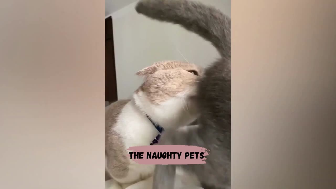 Cats & Dogs Naughty Animals | The Naughty Pets