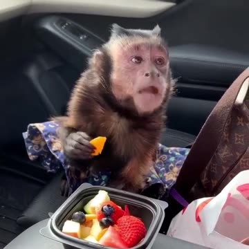 Monkey Eating Fruits 🍥