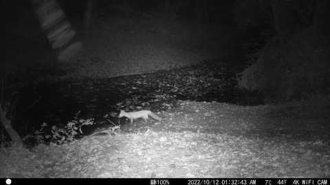 Small Fox Tennessee Mountains