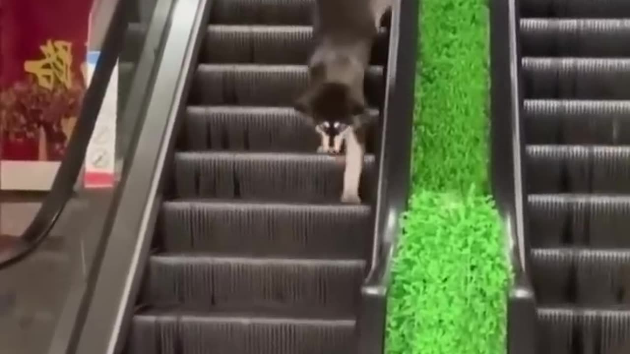 Funny video cats and dogs