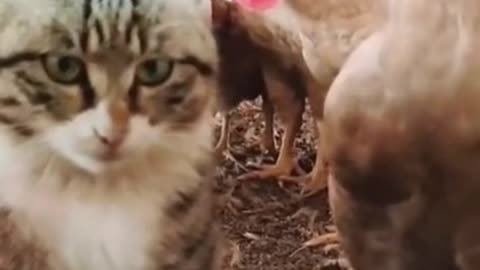 Cat and Chicken