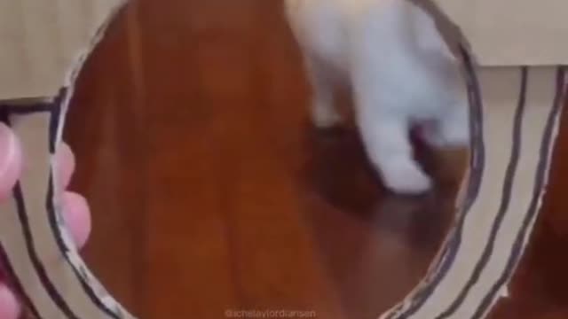 PUPPY:the last time
