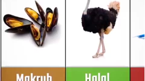 Animal