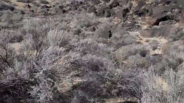 Rinconada Canyon Albuquerque, NM, Noah's flood saw much upheaval.