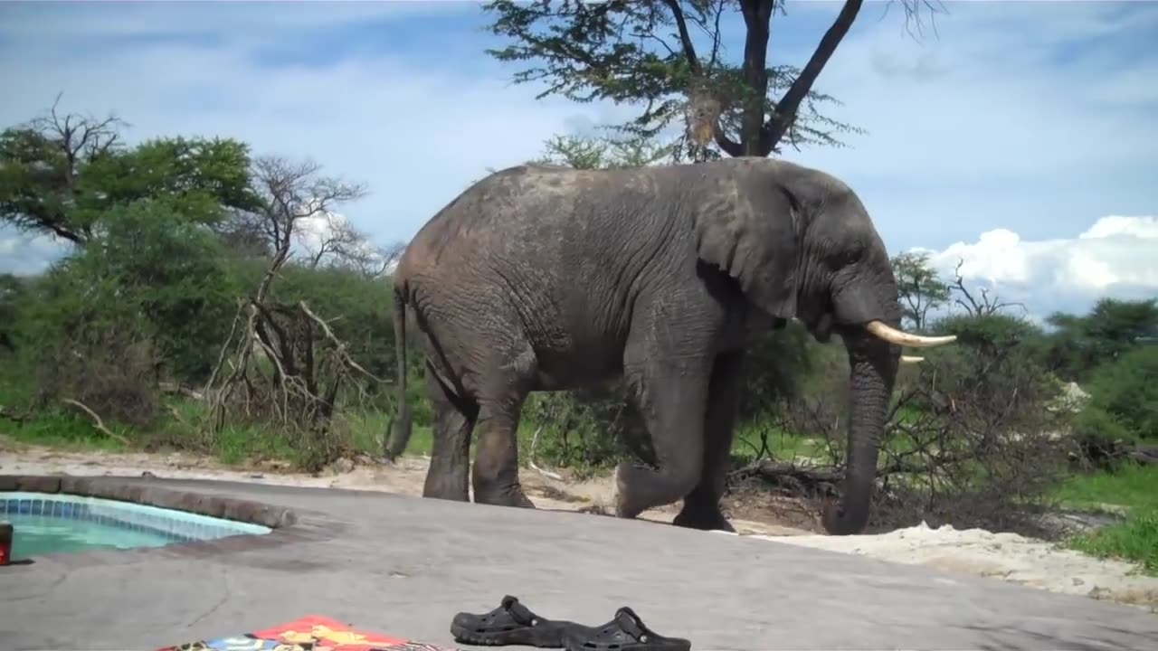 Elephant crashes the pool party