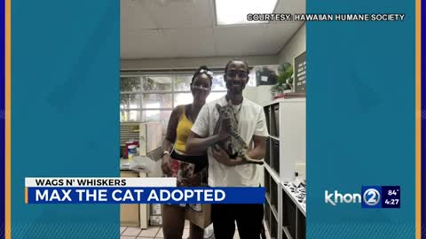 Max the cat finds his fur-ever home