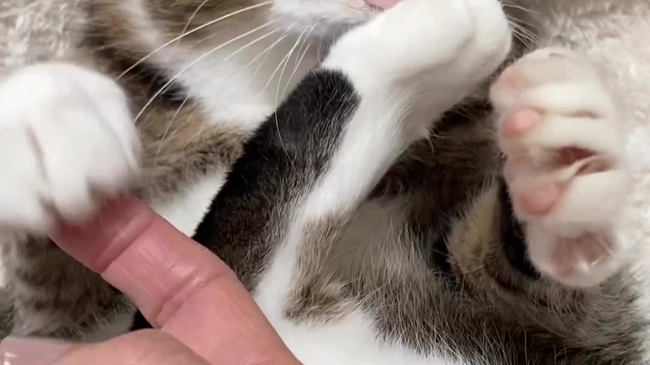 My kitty's routine