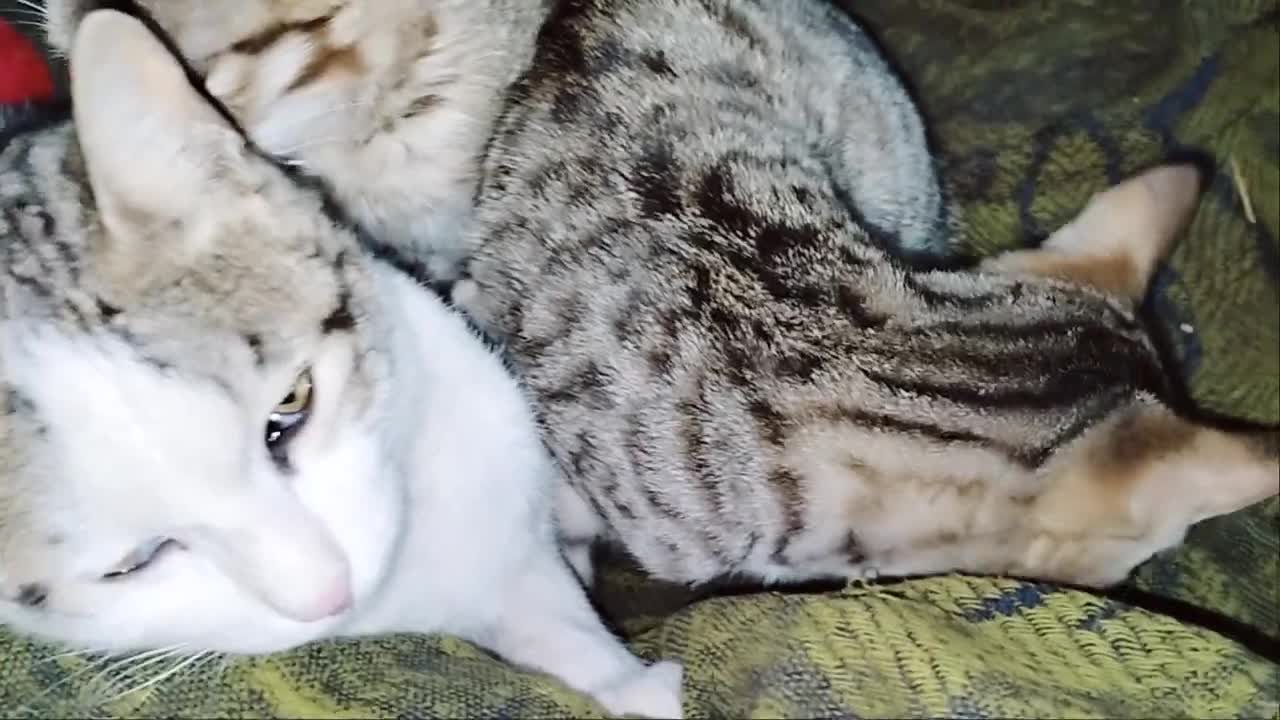 ASMR | cute cats that are going to sleep.