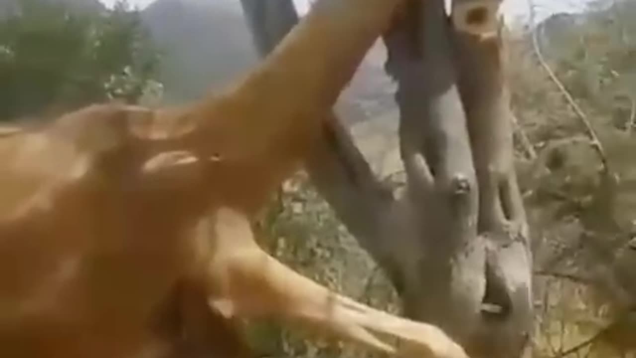 Amazing animal videos, camel at tree