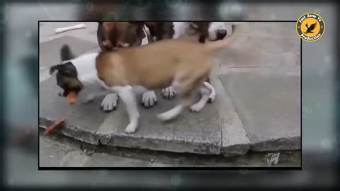 🤣😜 इन जानवरों से पंगा ना बाबा ना _ Funny Animal Videos 2023