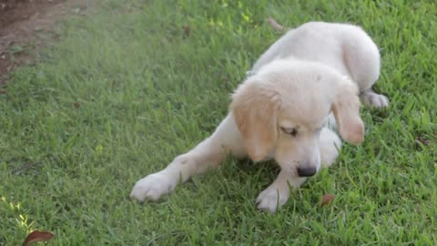 white cute lovely dog eating