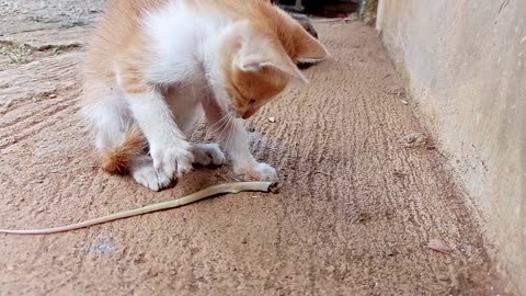 Cats, Kittens Eating Small snake