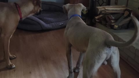 Dogs Try to Bite at Sunbeam