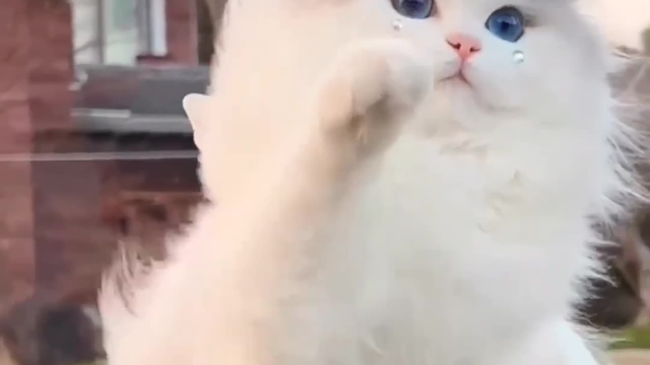 Cute Cat