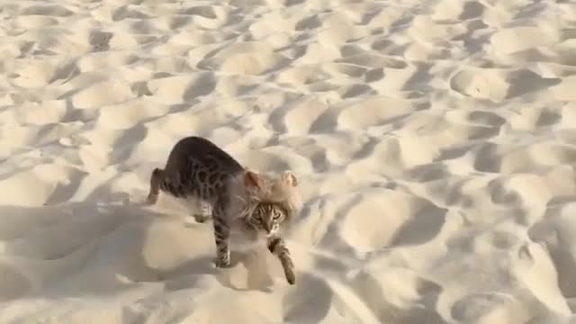 lovely cat