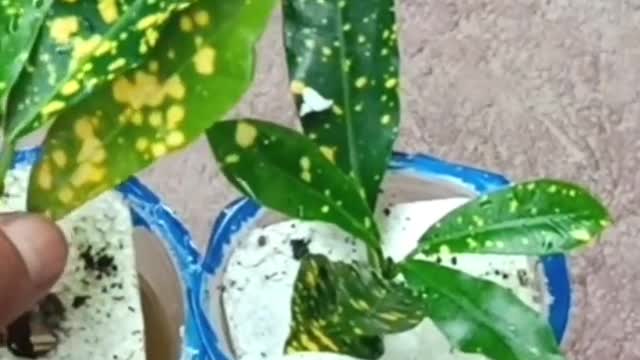 Viral Short-How to grow croton in water using pills