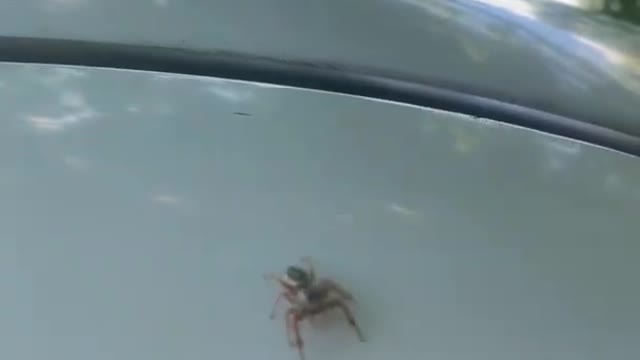 Cute Little Jumping Spider Poses Before A Leap