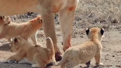 Cute baby lion Viral Funny video