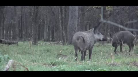 Wild boar walking alone