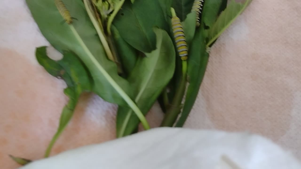 Monarch baby update