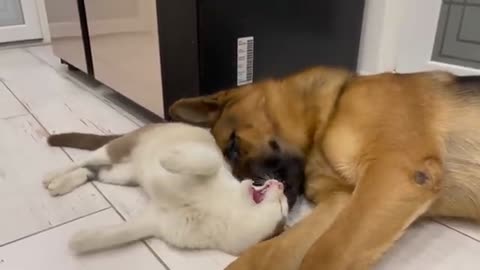 The German Shepherd is the Best Friend for Cats