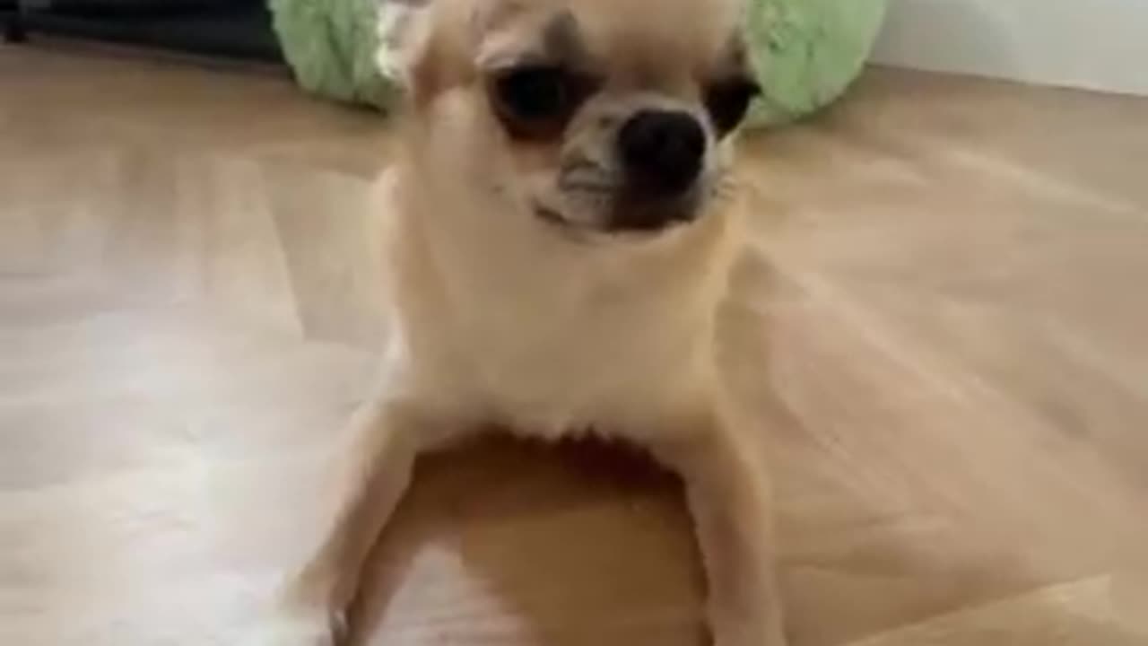 spanish dog