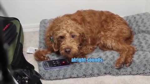 Another one:funny animal voiceovers😂😂🤣🤣🤣🤣🤣🤣