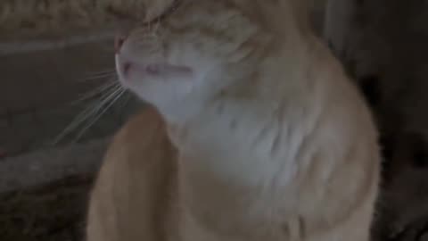 Cat video