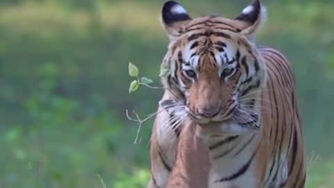 Tiger | Animal Video | Viral