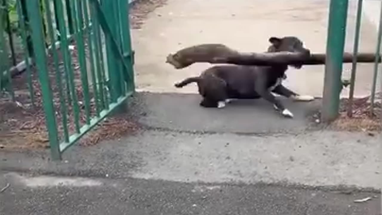 Funny clips Cat and Dogs😹