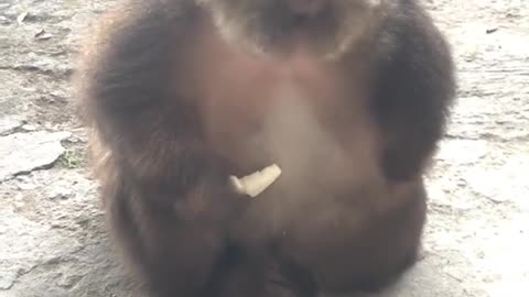 Monkeys are happiest when they have food and play