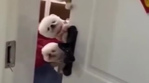 ADORABLE BABY ANIMALS!!!!😍
