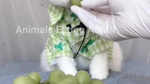 Animals doing ASMR Ep:6