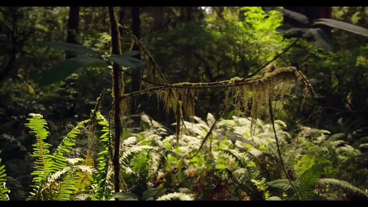 REDWOOD NATIONAL PARK IN 4K (Ultra HD)