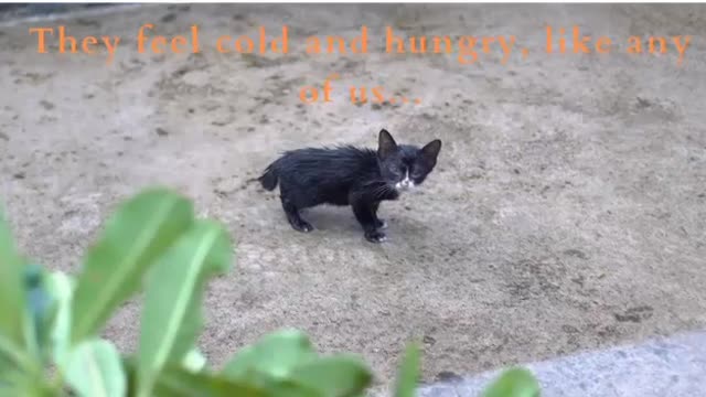 Don't Despise Animals!