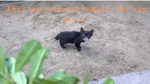 Don't Despise Animals!