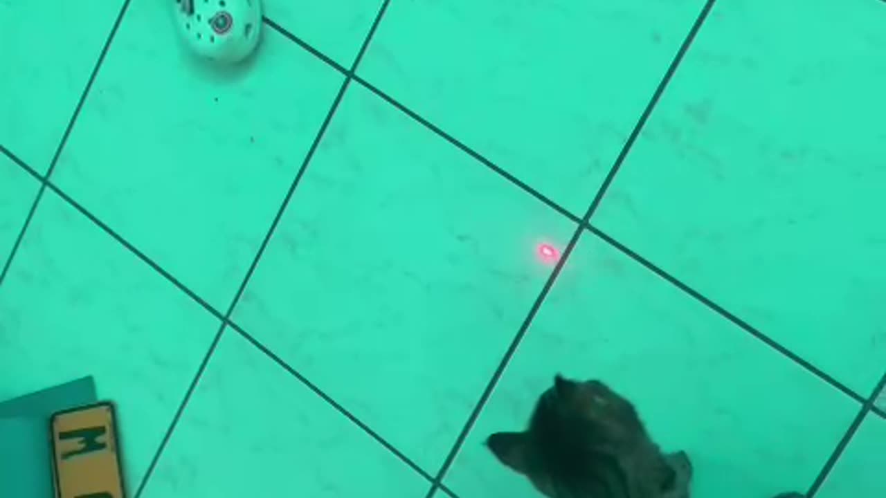 Cat falls over after turning in circles