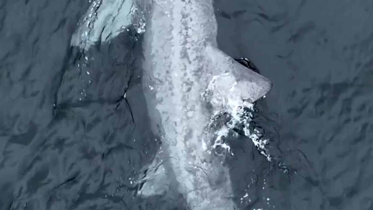 wonder will they resurface again because they re gone for winterI spotted these basking sharks