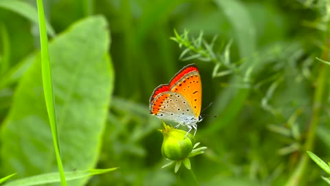 Beautiful orang butterfly with rose - the world of butterflies - the world of animals