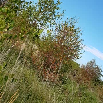 Tryongbto find an ironage Earthworks. Coastal Southampton 12th Oct 2022