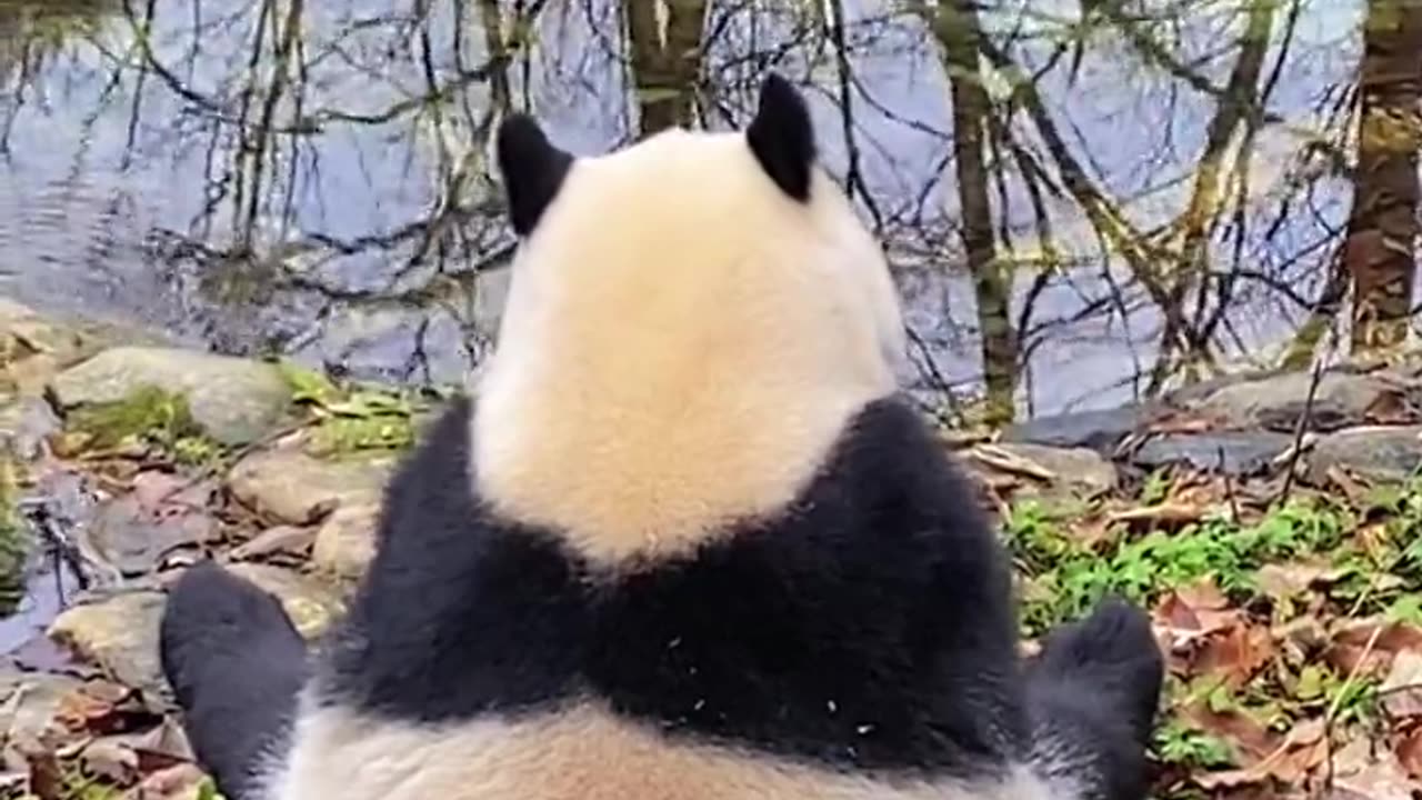 Cute panda || peaceful panda