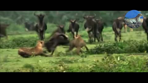 cheetah chases wildebeest