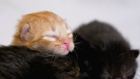 funny cat video