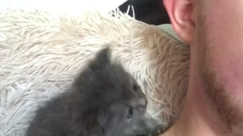 The little kitten is being played. The kitten is teething