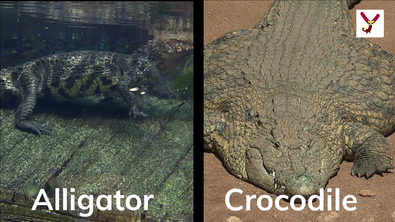 Crocodile VS Alligator - 10 key differences.