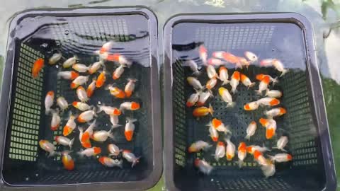 Best quality goldfish collection at goldfish farm-8