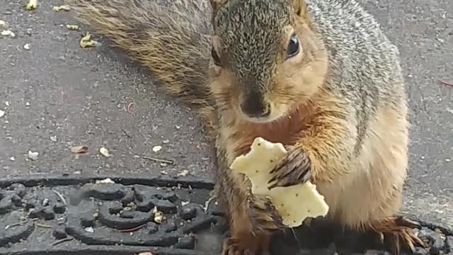 Squirrel Munches on Treat