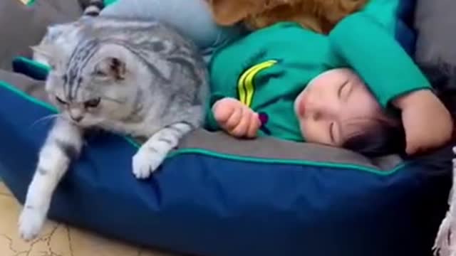 exciting dog and cat love with little cute baby