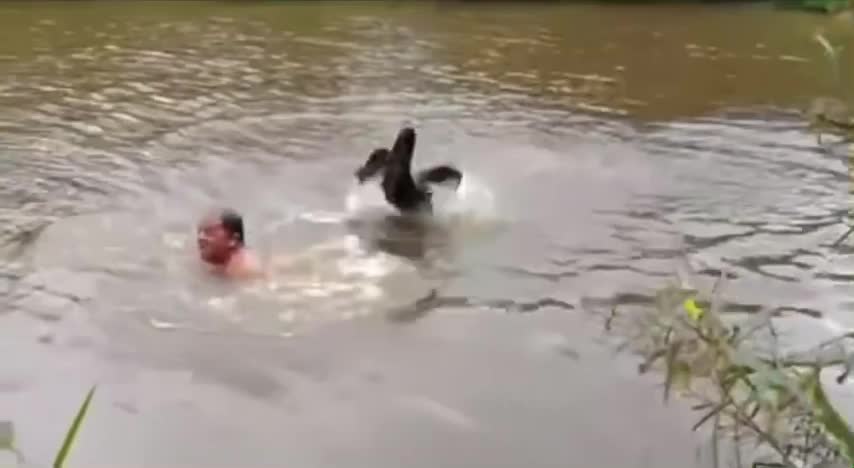 BATHING IN THE RIVER - THE ARE SWANS